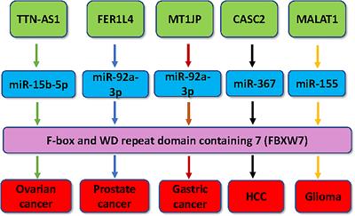 The functions of long noncoding RNAs on regulation of F-box proteins in tumorigenesis and progression